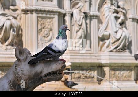 Pigeon sur la Fonte Gaia, Fontaine de joie, la Piazza del Campo, Sienne, Italie Banque D'Images