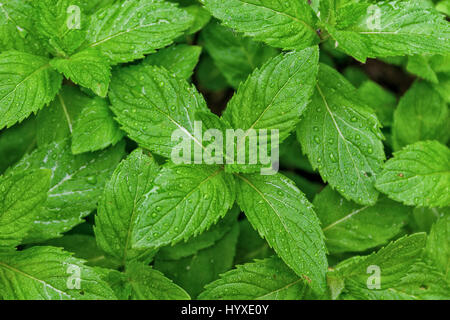 Feuilles de menthe, gouttes de rosée, libre de droit, vue du dessus, selective focus Banque D'Images