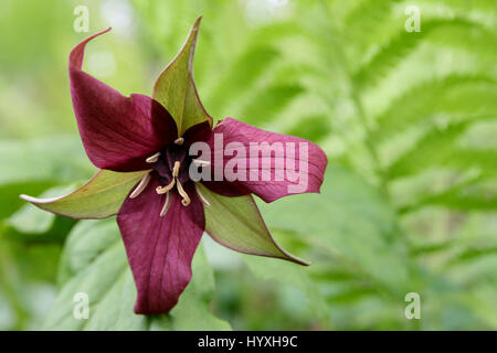 Trille rouge isolé sur un arrière-plan flou, en pleine floraison au cours de la saison de printemps. Trillium erectum Banque D'Images