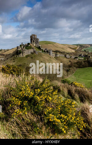 Château de Corfe lors d'une journée ensoleillée au printemps avec l'ajonc bush en fleurs en premier plan Banque D'Images