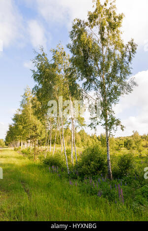 Bouleau forêt dans une campagne russe. Banque D'Images