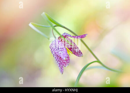 Image en gros plan de la délicate floraison printemps fleur fritillary snakeshead également connu sous le nom de Fritillaria meleagris. Banque D'Images