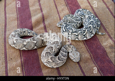 Bitis arietans (vipères bouffée) sur l'affichage à la place Jemaa el-Fnaa à Marrakech (Marrakech), le Maroc, l'Afrique du Nord Banque D'Images