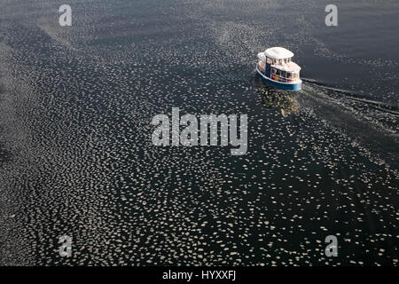 Taxi de l'eau sur port et les morceaux de glace brisée, Vancouver, C.-B. Banque D'Images