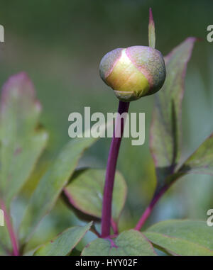 Paeonia Mlokosewitschii Banque D'Images