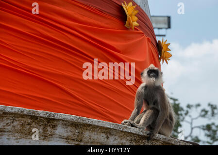 Anuradhapura, Sri Lanka. Ruwanwelisaya stupa, sacré pour les bouddhistes du monde entier. Entelle gris touffetées, sous-espèce du Sri Lanka, (Semnopithecus priam pr Banque D'Images