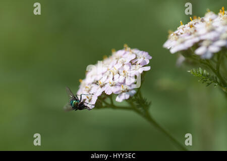 Fly vert à butiner dans les fleurs d'achillée rose isolé sur un fond vert floue Banque D'Images