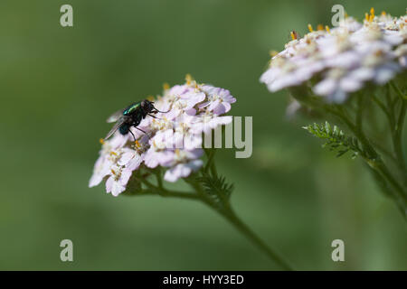 Fly vert à butiner dans les fleurs d'achillée rose isolé sur un fond vert floue Banque D'Images