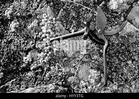 Old rusty cisailles s'appuyant sur un vieux mur Banque D'Images