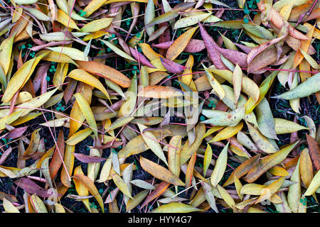 Les feuilles de frêne de l'Arizona sur le sol. Également connu sous le nom de Velvet Ash ou Modesto Ash Banque D'Images