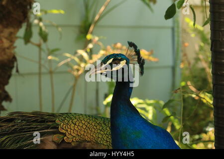 Belle peacock dans la nature en Jamaïque Banque D'Images