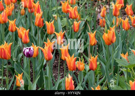 Tulipes Orange au printemps, mars 2017 Los Angeles, Californie, États-Unis. Le dirigeant d'une Mauve et blanc est mélangé dans la plantation. Banque D'Images