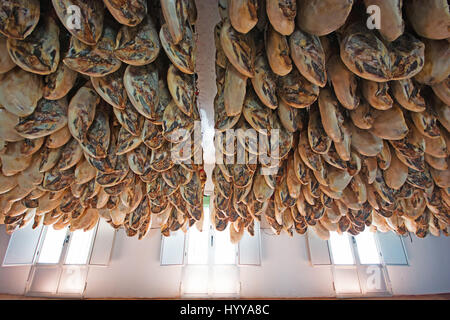 ARACENA, PROVINCE DE HUELVA, ESPAGNE. Péninsule ibérique jamon iberico de bellota ham Cure jambes dans une cave. Banque D'Images