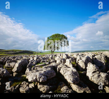 Arbre isolé parmi les lapiez ci-dessus malham tarn à malham lings Yorkshire Dales Banque D'Images