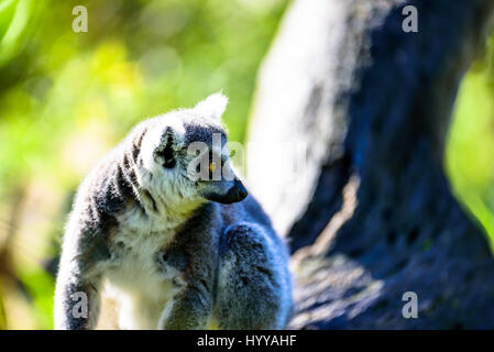 La lecture et l'escalade sur le Lemur un arbre Banque D'Images