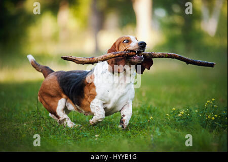 BASSETT hounds s'avèrent une fois de plus combien cette race hilarant de chiens peut être qu'ils tirent les expressions les plus drôles tout en courant vers leurs propriétaires. Les photos montrent le fractionnement du Basset Hounds tirant toutes sortes de grimaces que leur peau droopy lutte pour suivre le reste de leur corps. D'autres plans montrent le chien jouant fetch et combats avec l'autre dans leur peau essaie de leur enveloppe. Les images ont été capturées par le photographe russe Ksenia Raykova puisqu'elle a pris les chiens pour certains jeux dans une forêt locale. Banque D'Images