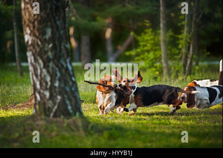 BASSETT hounds s'avèrent une fois de plus combien cette race hilarant de chiens peut être qu'ils tirent les expressions les plus drôles tout en courant vers leurs propriétaires. Les photos montrent le fractionnement du Basset Hounds tirant toutes sortes de grimaces que leur peau droopy lutte pour suivre le reste de leur corps. D'autres plans montrent le chien jouant fetch et combats avec l'autre dans leur peau essaie de leur enveloppe. Les images ont été capturées par le photographe russe Ksenia Raykova puisqu'elle a pris les chiens pour certains jeux dans une forêt locale. Banque D'Images