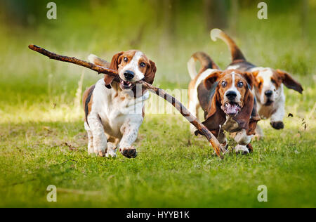 BASSETT hounds s'avèrent une fois de plus combien cette race hilarant de chiens peut être qu'ils tirent les expressions les plus drôles tout en courant vers leurs propriétaires. Les photos montrent le fractionnement du Basset Hounds tirant toutes sortes de grimaces que leur peau droopy lutte pour suivre le reste de leur corps. D'autres plans montrent le chien jouant fetch et combats avec l'autre dans leur peau essaie de leur enveloppe. Les images ont été capturées par le photographe russe Ksenia Raykova puisqu'elle a pris les chiens pour certains jeux dans une forêt locale. Banque D'Images