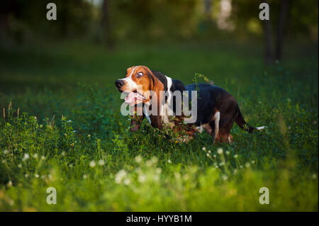 BASSETT hounds s'avèrent une fois de plus combien cette race hilarant de chiens peut être qu'ils tirent les expressions les plus drôles tout en courant vers leurs propriétaires. Les photos montrent le fractionnement du Basset Hounds tirant toutes sortes de grimaces que leur peau droopy lutte pour suivre le reste de leur corps. D'autres plans montrent le chien jouant fetch et combats avec l'autre dans leur peau essaie de leur enveloppe. Les images ont été capturées par le photographe russe Ksenia Raykova puisqu'elle a pris les chiens pour certains jeux dans une forêt locale. Banque D'Images