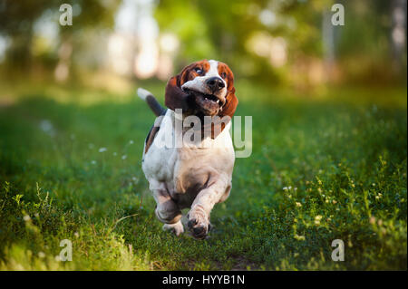 BASSETT hounds s'avèrent une fois de plus combien cette race hilarant de chiens peut être qu'ils tirent les expressions les plus drôles tout en courant vers leurs propriétaires. Les photos montrent le fractionnement du Basset Hounds tirant toutes sortes de grimaces que leur peau droopy lutte pour suivre le reste de leur corps. D'autres plans montrent le chien jouant fetch et combats avec l'autre dans leur peau essaie de leur enveloppe. Les images ont été capturées par le photographe russe Ksenia Raykova puisqu'elle a pris les chiens pour certains jeux dans une forêt locale. Banque D'Images