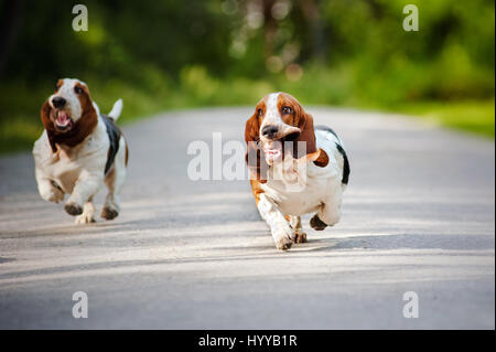 BASSETT hounds s'avèrent une fois de plus combien cette race hilarant de chiens peut être qu'ils tirent les expressions les plus drôles tout en courant vers leurs propriétaires. Les photos montrent le fractionnement du Basset Hounds tirant toutes sortes de grimaces que leur peau droopy lutte pour suivre le reste de leur corps. D'autres plans montrent le chien jouant fetch et combats avec l'autre dans leur peau essaie de leur enveloppe. Les images ont été capturées par le photographe russe Ksenia Raykova puisqu'elle a pris les chiens pour certains jeux dans une forêt locale. Banque D'Images