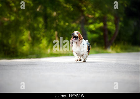 BASSETT hounds s'avèrent une fois de plus combien cette race hilarant de chiens peut être qu'ils tirent les expressions les plus drôles tout en courant vers leurs propriétaires. Les photos montrent le fractionnement du Basset Hounds tirant toutes sortes de grimaces que leur peau droopy lutte pour suivre le reste de leur corps. D'autres plans montrent le chien jouant fetch et combats avec l'autre dans leur peau essaie de leur enveloppe. Les images ont été capturées par le photographe russe Ksenia Raykova puisqu'elle a pris les chiens pour certains jeux dans une forêt locale. Banque D'Images