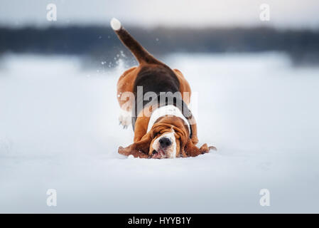 BASSETT hounds s'avèrent une fois de plus combien cette race hilarant de chiens peut être qu'ils tirent les expressions les plus drôles tout en courant vers leurs propriétaires. Les photos montrent le fractionnement du Basset Hounds tirant toutes sortes de grimaces que leur peau droopy lutte pour suivre le reste de leur corps. D'autres plans montrent le chien jouant fetch et combats avec l'autre dans leur peau essaie de leur enveloppe. Les images ont été capturées par le photographe russe Ksenia Raykova puisqu'elle a pris les chiens pour certains jeux dans une forêt locale. Banque D'Images