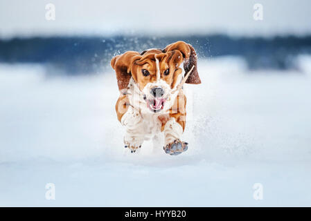 BASSETT hounds s'avèrent une fois de plus combien cette race hilarant de chiens peut être qu'ils tirent les expressions les plus drôles tout en courant vers leurs propriétaires. Les photos montrent le fractionnement du Basset Hounds tirant toutes sortes de grimaces que leur peau droopy lutte pour suivre le reste de leur corps. D'autres plans montrent le chien jouant fetch et combats avec l'autre dans leur peau essaie de leur enveloppe. Les images ont été capturées par le photographe russe Ksenia Raykova puisqu'elle a pris les chiens pour certains jeux dans une forêt locale. Banque D'Images