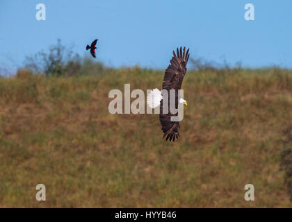 ED R. LEVIN NATIONAL PARK, USA : L'incroyable moment un carouge rouge envolait à bord de l'oiseau national de l'Amérique a été capturé. L'eye-popping photos montrent le brave blackbird - dont l'envergure à 30 pouces n'est qu'un tiers de la taille de l'aigle à tête géant - suivi plus habilement des oiseaux prédateurs dans l'air avant de s'installer confortablement sur le dos de l'aigle. L'aigle, ce qui pourrait avoir mangé l'intrépide petit blackbird, semblait détendu sur la rencontre. L'étonnant images ont été prises dans les Ed R. Levin National Park, Californie, par spécialiste en logiciels Thinh Bui (58) de Fremont, Etats-Unis. Banque D'Images