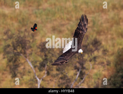 ED R. LEVIN NATIONAL PARK, USA : L'incroyable moment un carouge rouge envolait à bord de l'oiseau national de l'Amérique a été capturé. L'eye-popping photos montrent le brave blackbird - dont l'envergure à 30 pouces n'est qu'un tiers de la taille de l'aigle à tête géant - suivi plus habilement des oiseaux prédateurs dans l'air avant de s'installer confortablement sur le dos de l'aigle. L'aigle, ce qui pourrait avoir mangé l'intrépide petit blackbird, semblait détendu sur la rencontre. L'étonnant images ont été prises dans les Ed R. Levin National Park, Californie, par spécialiste en logiciels Thinh Bui (58) de Fremont, Etats-Unis. Banque D'Images