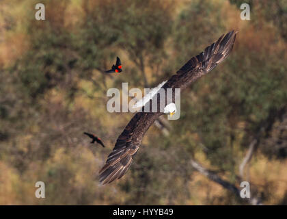 ED R. LEVIN NATIONAL PARK, USA : L'incroyable moment un carouge rouge envolait à bord de l'oiseau national de l'Amérique a été capturé. L'eye-popping photos montrent le brave blackbird - dont l'envergure à 30 pouces n'est qu'un tiers de la taille de l'aigle à tête géant - suivi plus habilement des oiseaux prédateurs dans l'air avant de s'installer confortablement sur le dos de l'aigle. L'aigle, ce qui pourrait avoir mangé l'intrépide petit blackbird, semblait détendu sur la rencontre. L'étonnant images ont été prises dans les Ed R. Levin National Park, Californie, par spécialiste en logiciels Thinh Bui (58) de Fremont, Etats-Unis. Banque D'Images