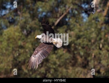 ED R. LEVIN NATIONAL PARK, USA : L'incroyable moment un carouge rouge envolait à bord de l'oiseau national de l'Amérique a été capturé. L'eye-popping photos montrent le brave blackbird - dont l'envergure à 30 pouces n'est qu'un tiers de la taille de l'aigle à tête géant - suivi plus habilement des oiseaux prédateurs dans l'air avant de s'installer confortablement sur le dos de l'aigle. L'aigle, ce qui pourrait avoir mangé l'intrépide petit blackbird, semblait détendu sur la rencontre. L'étonnant images ont été prises dans les Ed R. Levin National Park, Californie, par spécialiste en logiciels Thinh Bui (58) de Fremont, Etats-Unis. Banque D'Images