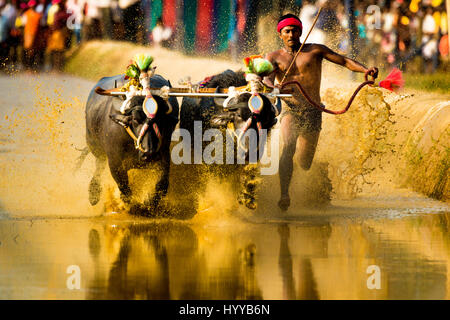 KARNATAKA, INDE : des coups de feu de la capture d'une année exaltante festival bull en Inde montrent la culture du sous-continent le plus rempli d'action. La les cheveux sur la série de photos montrent les concurrents à la lingue festival ainsi que leur vitesse à travers muddy paddocks où les spectateurs enthousiastes ont rassemblés pour encourager la course aux festivaliers sur. En d'autres plans, les concurrents sont considérés avoir trempé par les vagues de mucky vaporiser comme ils courent avec leurs taureaux qui sont richement décoré. Une autre image montre un paysan dowse lui-même dans des seaux d'eau pour se rafraîchir après une course difficile pendant que l'autre montre un grou Banque D'Images