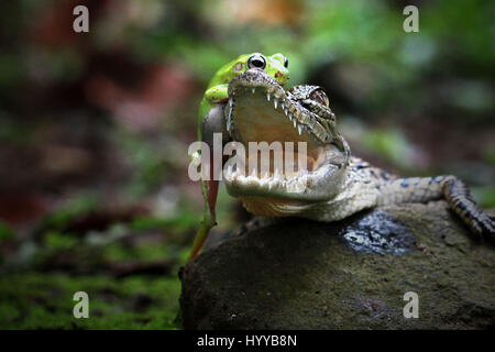 JAKARTA, INDONÉSIE : La grenouille est attention à ne pas tomber dans les mâchoires d'un crocodile comme il fait son chemin sur le croc's head. Photos hilarantes d'une grenouille intrépide grimper sur les mâchoires ouvertes d'un crocodile bébé ont été capturés par un étonnement PAO. La collection d'images montre la cheeky chap de prendre un repos bien mérité sur le croc's épaules après une randonnée de son côté. D'une autre image l'amphibien est clairement usé vu l'attelage d'un ascenseur sur le haut d'un escargot. Le funny photos ont été prises par l'Indonesian pensionné Mang jour (62) à l'aide d'un Canon 60D équipé d'un objectif macro. T Banque D'Images