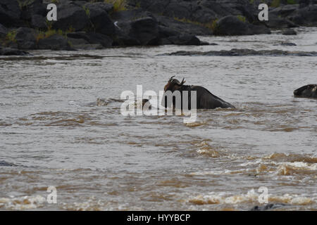 Le masai Mara, KENYA : des images dramatiques ont révélé l'instant une faim de crocodile 880 livres sont ressortis de l'eau pour attaquer un gnous traversant une rivière. Les incroyables images montrent la crafty croc furtivement à nager vers l'gnous avant de jeter ses mâchoires ouvertes de couler ses dents dans son cou. Les photos suivantes montrent les gnous passant hors de l'eau pour échapper à son prédateur que ses amis se promener en passant par. L'incroyable d'images ont été prises sur la rivière Mara, Masai Mara, Kenya par technicien dentaire, Elmar Weiss (46). De prendre ses photos, Elmar utilisé un Nikon D500 camer Banque D'Images