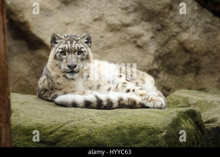 Face portrait de snow leopard - Irbis (Panthera uncia) Banque D'Images