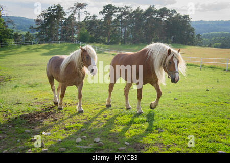 Cheval belge tchéco-morave (CMB) projet, chevaux de trait Banque D'Images