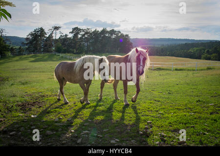 Cheval belge tchéco-morave (CMB) projet, chevaux de trait Banque D'Images