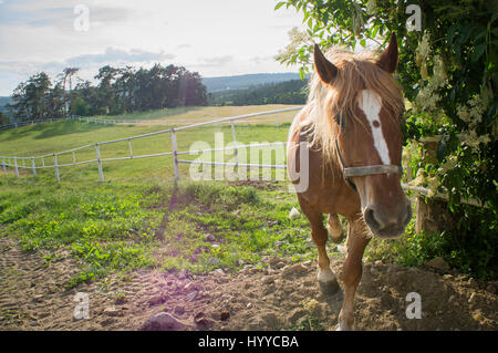 Cheval belge tchéco-morave (CMB) projet, chevaux de trait Banque D'Images