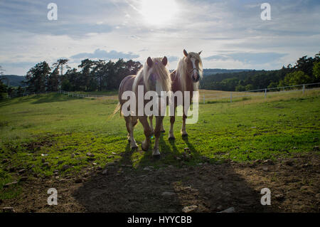Cheval belge tchéco-morave (CMB) projet, chevaux de trait Banque D'Images