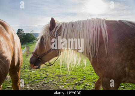 Cheval belge tchéco-morave (CMB) projet, chevaux de trait Banque D'Images