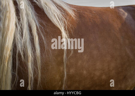 Cheval belge tchéco-morave (CMB) projet, chevaux de trait Banque D'Images