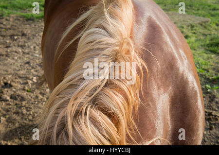 Cheval belge tchéco-morave (CMB) projet, chevaux de trait Banque D'Images