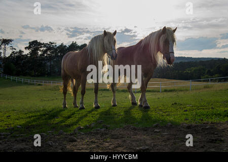 Cheval belge tchéco-morave (CMB) projet, chevaux de trait Banque D'Images