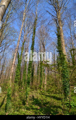 Vêtu de lierre sur les arbres de la réserve naturelle de la colline de brosse, Princes Risborough, Buckinghamshire, UK Banque D'Images