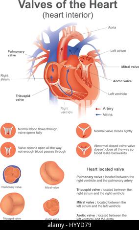 Une valve cardiaque ouvre ou ferme à la pression artérielle différentielle de chaque côté. La conception de scénario. Illustration de Vecteur