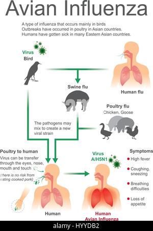 Type de grippe qui apparaît principalement chez les oiseaux, les éclosions sont survenues chez les volailles dans les pays asiatiques, les droits de l'avoir été malade dans de nombreux pays d'Asie de cou Illustration de Vecteur