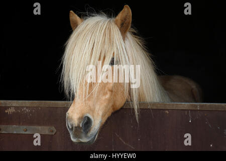 L'Islande, à la mare de couleur isabell curieusement d'un fort cheval, poney race Islande (Equus przewalskii f. Caballus) Banque D'Images