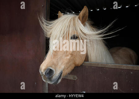 L'Islande, cheval couleur isabell mare avec manelooking curieusement hors d'un cheval fort, race Islande Pony (Equus Banque D'Images