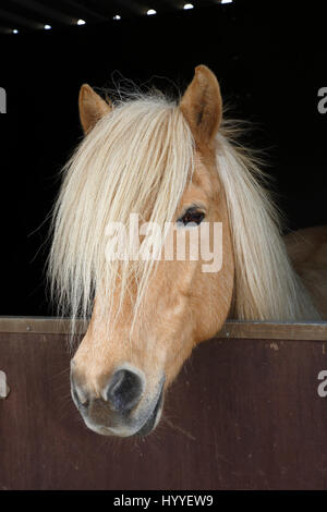 L'Islande, à la mare de couleur isabell curieusement d'un fort cheval, poney race Islande (Equus przewalskii f. Caballus) Banque D'Images